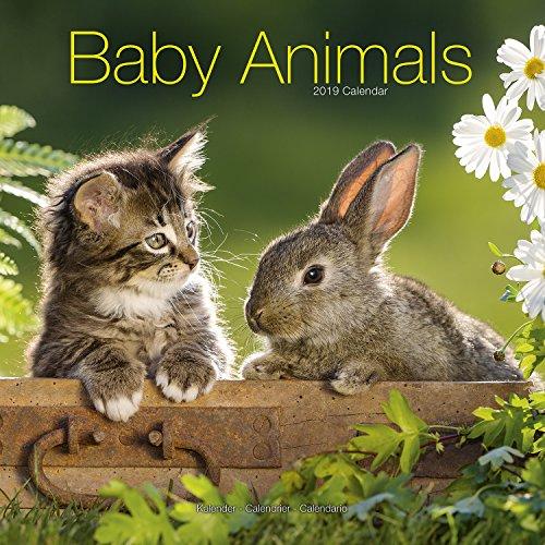 Baby Animals Calendar 2019