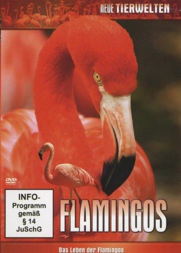 Flamingos - Das Leben der Flamingos