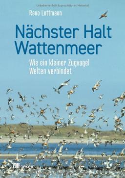 Nächster Halt Wattenmeer: Wie ein kleiner Zugvogel Welten verbindet