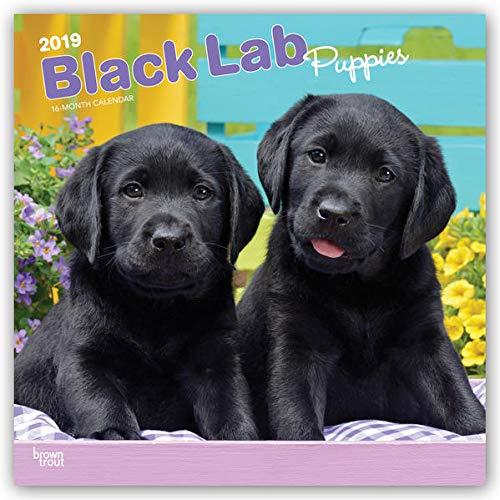 Black Labrador Puppies - Schwarze Labradorwelpen 2023 - 16-Monatskalender: Original Avonside-Kalender [Mehrsprachig] [Kalender]