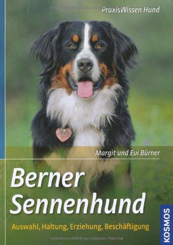 Berner Sennenhund: Auswahl, Haltung, Erziehung, Beschäftigung