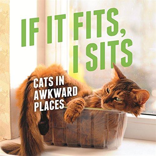 If It Fits, I Sits: Cats in Awkward Places