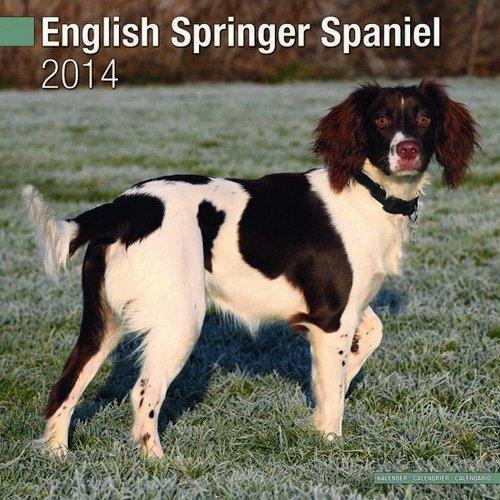 English Springer Spaniel 2014 (Calendar 2014)