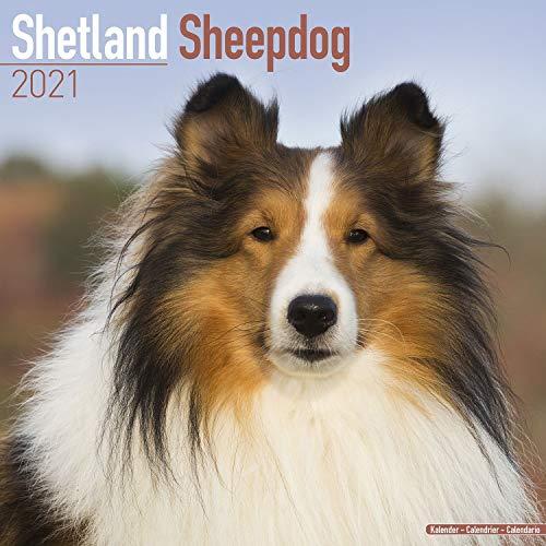 Shetland Sheepdog 2021 Wall Calendar