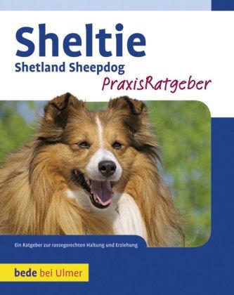 Sheltie: Shetland Sheppdog