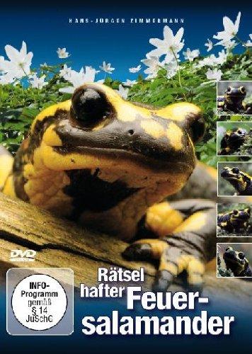 Rätselhafter Feuersalamander