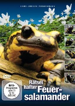 Rätselhafter Feuersalamander