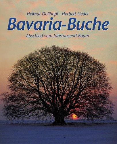 Bavaria-Buche: Abschied vom Jahrtausend-Baum