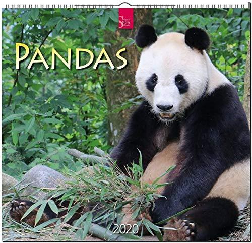 Pandas: Original Stürtz-Kalender 2020 - Mittelformat-Kalender 33 x 31 cm