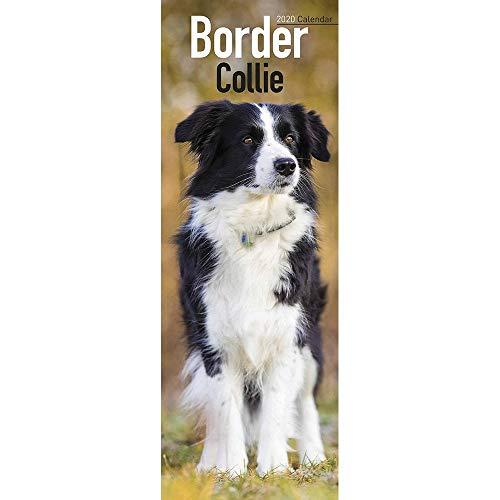 Border Collie Slim Calendar 2020