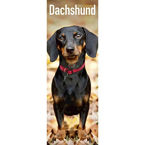 Dachshund Slim Calendar 2020