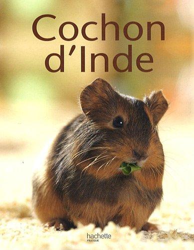 Cochon d'Inde