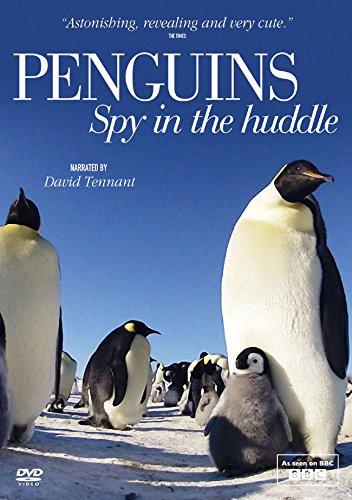 Penguins - Spy in the Huddle [DVD] [UK Import]