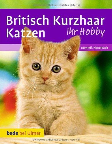 Britisch Kurzhaar Katzen