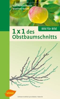 1 x 1 des Obstbaumschnitts: Bild für Bild