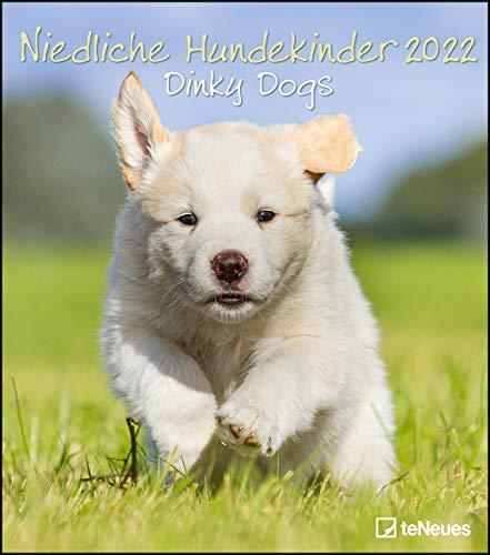 Niedliche Hundekinder 2022 - Wand-Kalender - Tier-Kalender - 30x34: Dinky Dogs