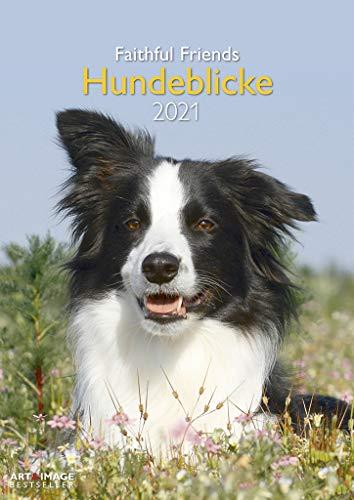 Hundeblicke 2021 - Wand-Kalender - Tier-Kalender - A&I - 29,7x42: Faithful Friends