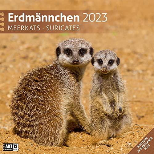 Erdmännchen 2023, Wandkalender / Broschürenkalender im Hochformat (aufgeklappt 30x60 cm) - Geschenk-Kalender mit Monatskalendarium zum Eintragen