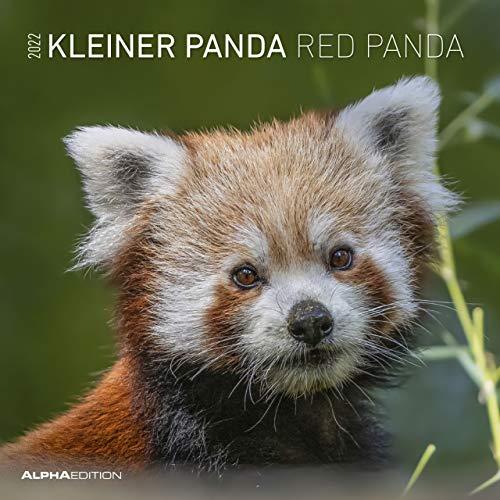 Kleiner Panda 2022 - Broschürenkalender 30x30 cm (30x60 geöffnet) - Kalender mit Platz für Notizen - Red Panda - Bildkalender - Wandkalender