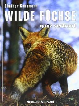 Wilde Füchse - ganz vertraut