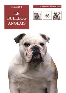 Le bulldog anglais