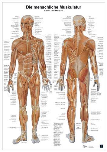 Anatomie-Lerntafel. Die menschliche Muskulatur