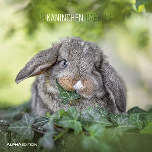 Kaninchen 2022 - Broschürenkalender 30x30 cm (30x60 geöffnet) - Kalender mit Platz für Notizen - Rabbits - Bildkalender - Wandplaner - Wandkalender