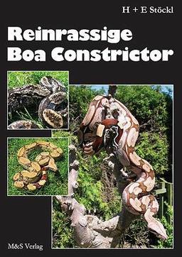 Reinrassige Boa constrictor