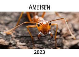 Ameisen: Kalender 2023