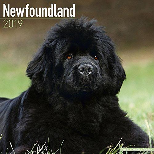 Newfoundland Calendar 2019 (Square)