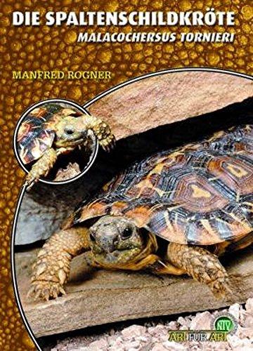 Die Spaltenschildkröte: Malacochersus tornieri