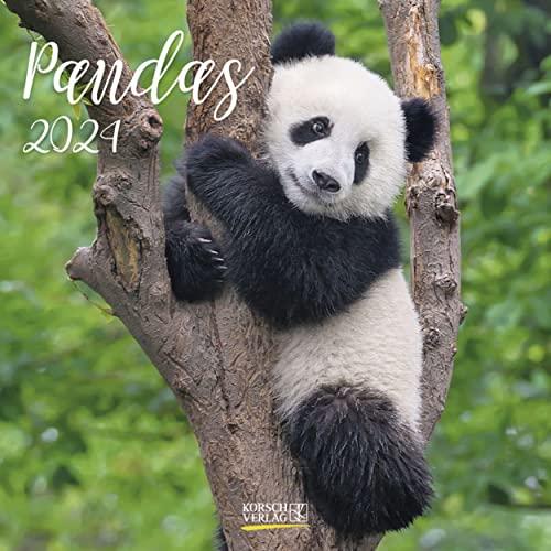 Pandas 2024: Broschürenkalender mit Ferienterminen. Panda-Kalender. Format: 30 x 30 cm