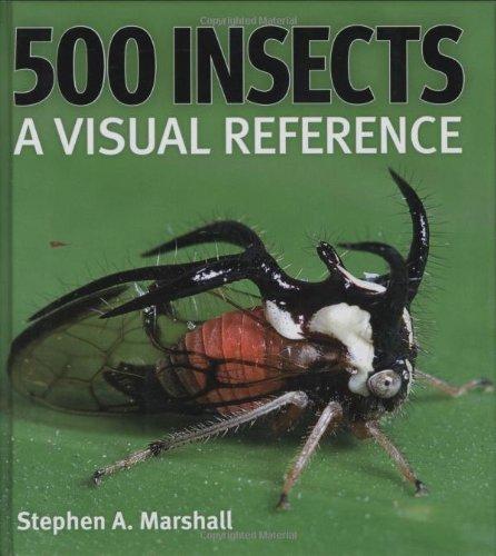 500 Insects: A Visual Reference