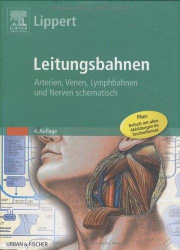 Leitungsbahnen: Arterien, Venen, Lymphbahnen und Nerven schematisch