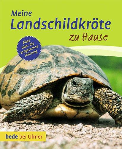 Meine Landschildkröte zu Hause