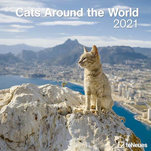 Cats Around the World 2021 - Wand-Kalender - Broschüren-Kalender - 30x30 - 30x60 geöffnet - Katzen-Kalender