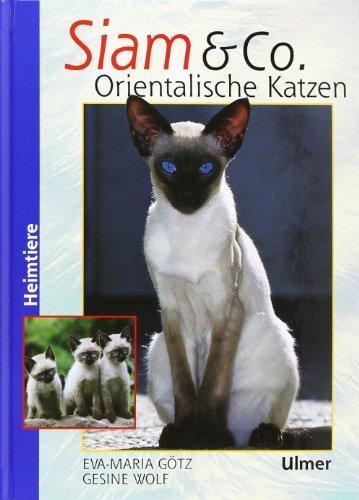 Siam und Co: Orientalische Katzen