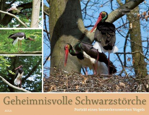 Geheimnisvoller Schwarzstorch: Faszinierende Einblicke in das Leben eines scheuen Waldvogels