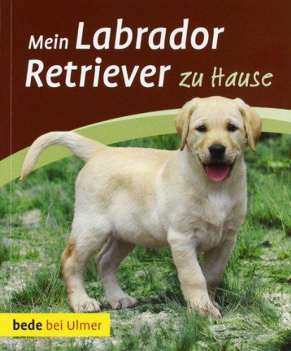 Mein Labrador Retriever zu Hause