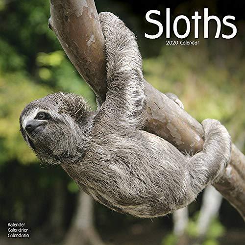 Avonside Publishing Ltd: Sloths Calendar 2020