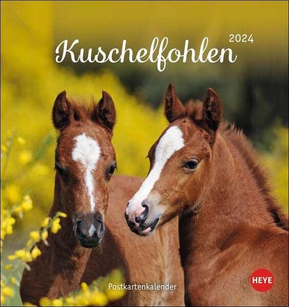 Kuschelfohlen Postkartenkalender 2024