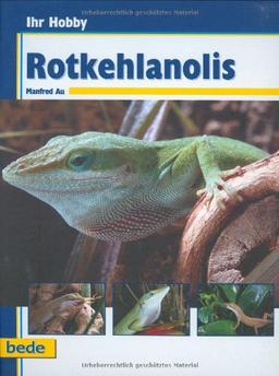 Ihr Hobby Rotkehlanolis