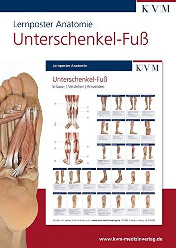 Lernposter Anatomie: Region Unterschenkel - Fuß (Die Muskelbuch-Reihe)