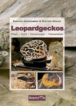 Leopardgeckos: Pflege, Zucht, Erkrankungen, Farbvarianten