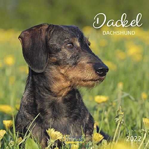 Dackel 2022: Broschürenkalender mit Ferienterminen. Hunde-Kalender. 30 x 30 cm