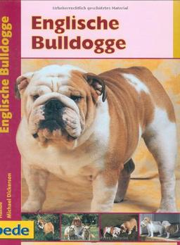 Englische Bulldogge, Praxisratgeber