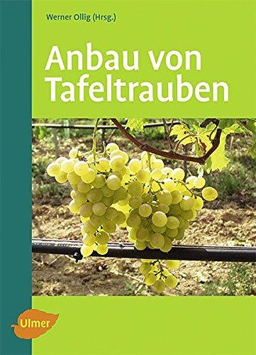 Anbau von Tafeltrauben