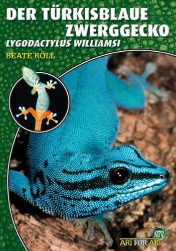 Art für Art: Der Türkisblaue Zwerggecko: Lygodactylus williamsi