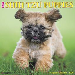 Willow Creek Press: Just Shih Tzu Puppies 2020 Wall Calendar