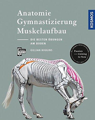 Anatomie, Gymnastizierung, Muskelaufbau: Die besten Übungen für Pferde am Boden